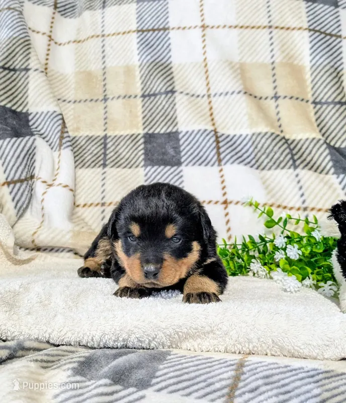 Tommy – Rottweiler puppy for sale in Honey Brook, PA
