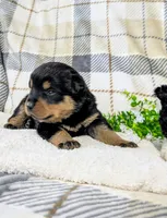 Tommy, a male Rottweiler for sale in Honey Brook, PA – Photo 2 of 4