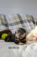 Tommy, a male Rottweiler for sale in Honey Brook, PA – Photo 2 of 4