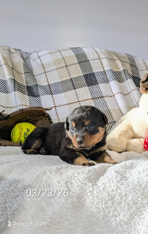 Tommy – Rottweiler puppy for sale in Honey Brook, PA