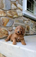 Duke, a male Goldendoodle for sale in Honey Brook, PA – 1 of 2