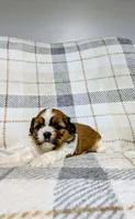 Daisy , a female Shih Tzu for sale in Honey Brook, PA – 2 of 2