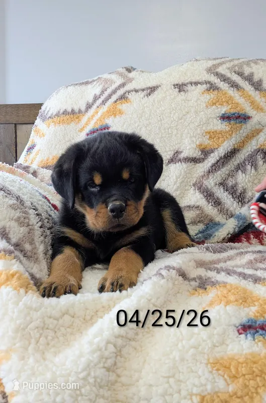 Theo – Rottweiler puppy for sale in Honey Brook, PA