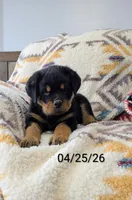 Theo, a male Rottweiler for sale in Honey Brook, PA – Photo 1 of 8
