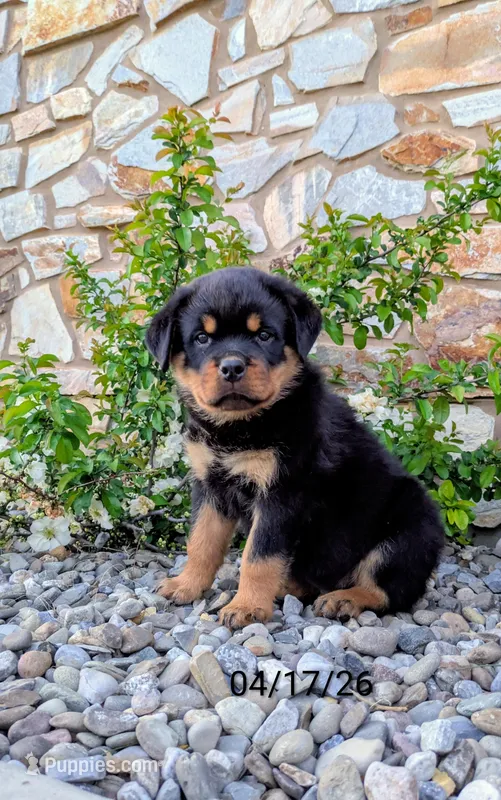 Theo – Rottweiler puppy for sale in Honey Brook, PA