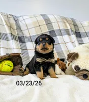 Theo, a male Rottweiler for sale in Honey Brook, PA – Photo 2 of 4