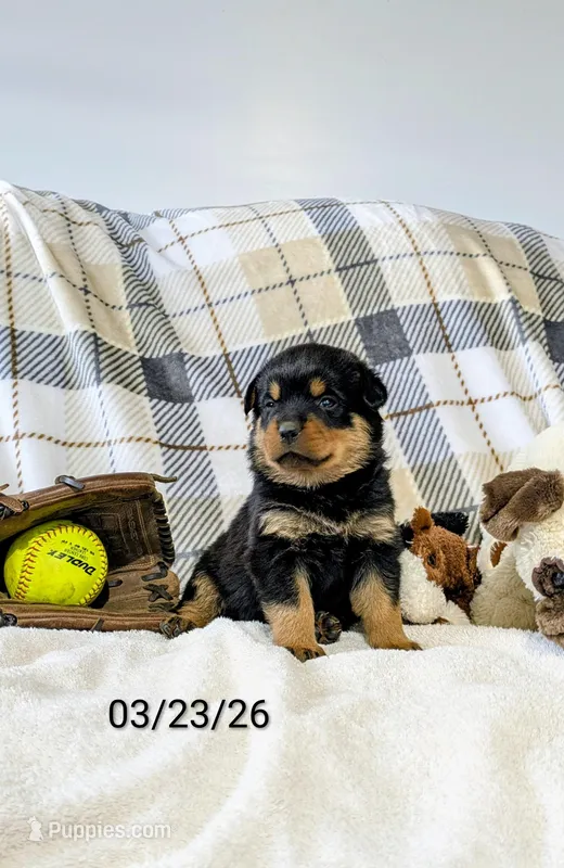 Theo – Rottweiler puppy for sale in Honey Brook, PA