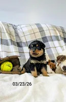 Theo, a male Rottweiler for sale in Honey Brook, PA – Photo 1 of 4