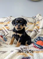 Theo, a male Rottweiler for sale in Honey Brook, PA – Photo 2 of 8