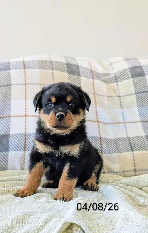 Theo – Rottweiler puppy for sale in Honey Brook, PA