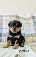 Theo, a male Rottweiler for sale in Honey Brook, PA – Photo 4 of 8