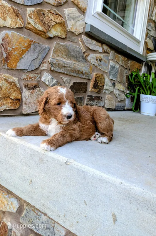 Jack – Goldendoodle puppy for sale in Honey Brook, PA