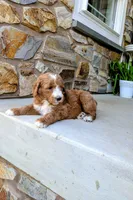 Jack, a male Goldendoodle for sale in Honey Brook, PA – 1 of 2