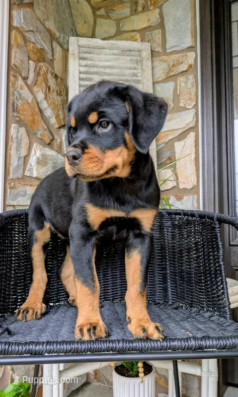 Rosy – Rottweiler puppy for sale in Honey Brook, PA
