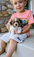 Daisy, a female Shih Tzu for sale in Honey Brook, PA – 2 of 5