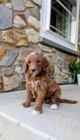 Jayda, a female Goldendoodle for sale in Honey Brook, PA – 2 of 2