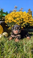Tommy, a male Rottweiler for sale in Honey Brook, PA – 2 of 5