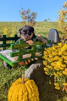 Samantha, a female Rottweiler for sale in Honey Brook, PA – 2 of 6