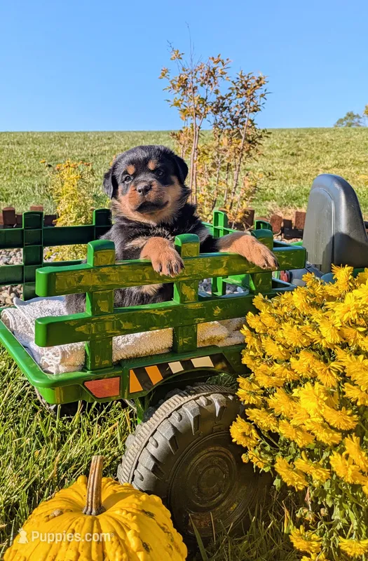 Samantha – Rottweiler puppy for sale in Honey Brook, PA