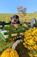 Samantha, a female Rottweiler for sale in Honey Brook, PA – 1 of 6