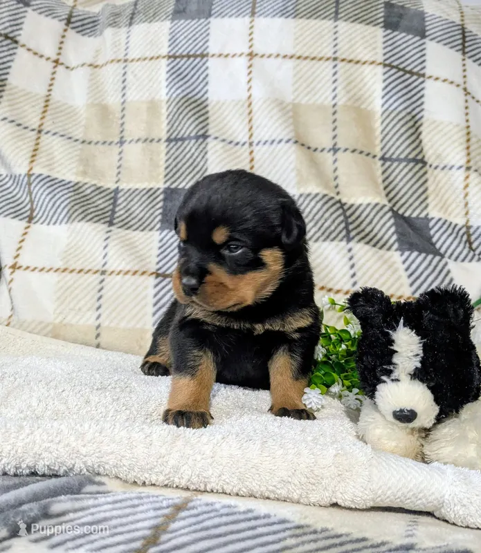 Timmy  – Rottweiler puppy for sale in Honey Brook, PA