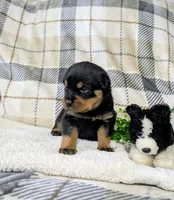 Timmy , a male Rottweiler for sale in Honey Brook, PA – Photo 1 of 4