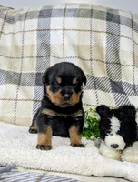 Timmy , a male Rottweiler for sale in Honey Brook, PA – Photo 2 of 4