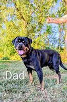 Timmy , a male Rottweiler for sale in Honey Brook, PA – Photo 4 of 4
