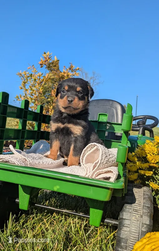 Zuma, a male Rottweiler for sale in Honey Brook, PA – 1 of 5
