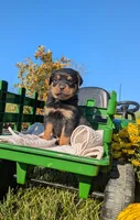 Zuma, a male Rottweiler for sale in Honey Brook, PA – 1 of 5