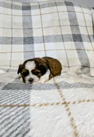 Max, a male Shih Tzu for sale in Honey Brook, PA – 1 of 2