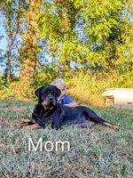 Rosy, a female Rottweiler for sale in Honey Brook, PA – Photo 3 of 4