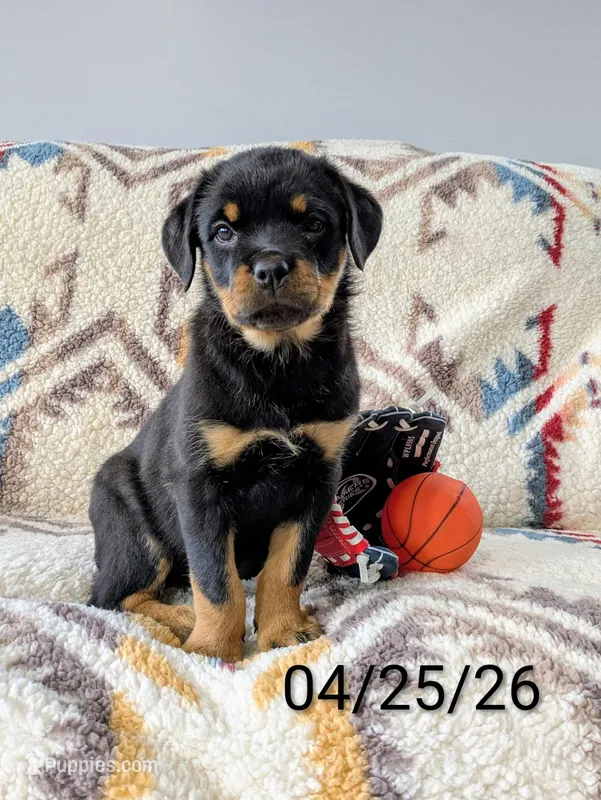 Rosy – Rottweiler puppy for sale in Honey Brook, PA