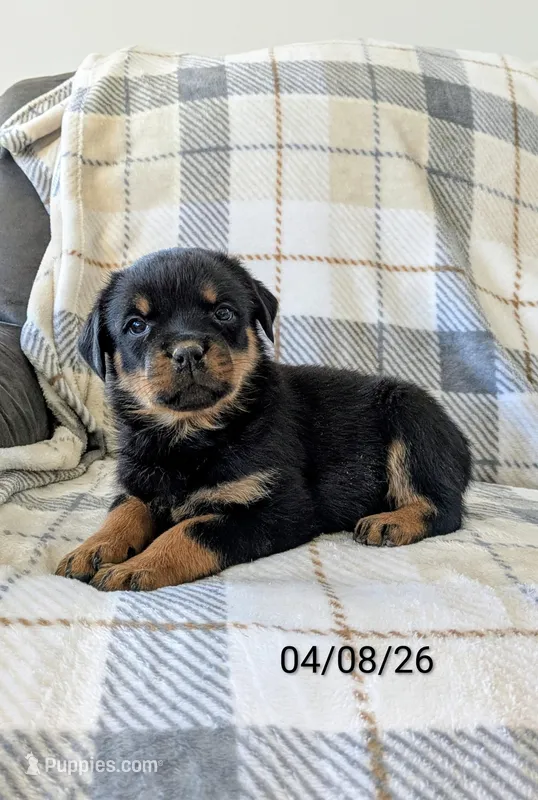 Rosy – Rottweiler puppy for sale in Honey Brook, PA
