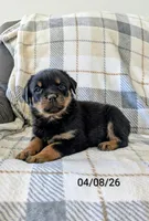 Rosy, a female Rottweiler for sale in Honey Brook, PA – Photo 4 of 8