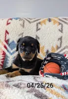 Rosy, a female Rottweiler for sale in Honey Brook, PA – Photo 2 of 8