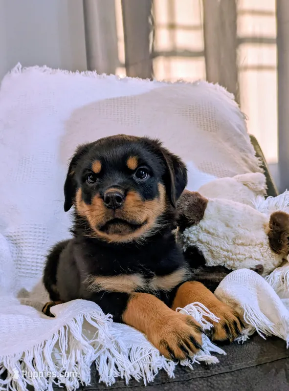 Rosy – Rottweiler puppy for sale in Honey Brook, PA