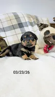 Rosy, a female Rottweiler for sale in Honey Brook, PA – Photo 2 of 4