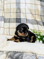 Rosy, a female Rottweiler for sale in Honey Brook, PA – Photo 1 of 4