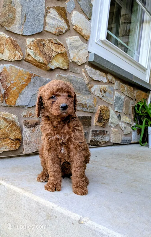 Sasha – Goldendoodle puppy for sale in Honey Brook, PA