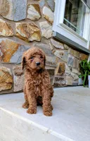 Sasha, a female Goldendoodle for sale in Honey Brook, PA – 1 of 2