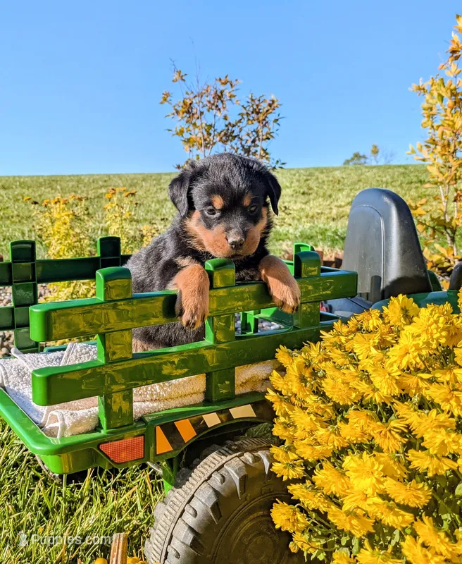 Sally – Rottweiler puppy for sale in Honey Brook, PA