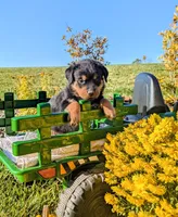 Sally, a female Rottweiler for sale in Honey Brook, PA – 1 of 5