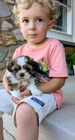 Max, a male Shih Tzu for sale in Honey Brook, PA – 1 of 4