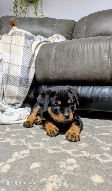 Ranee  – Rottweiler puppy for sale in Honey Brook, PA
