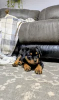 Ranee , a female Rottweiler for sale in Honey Brook, PA – 1 of 5