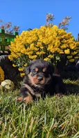 Samantha, a female Rottweiler for sale in Honey Brook, PA – 3 of 6