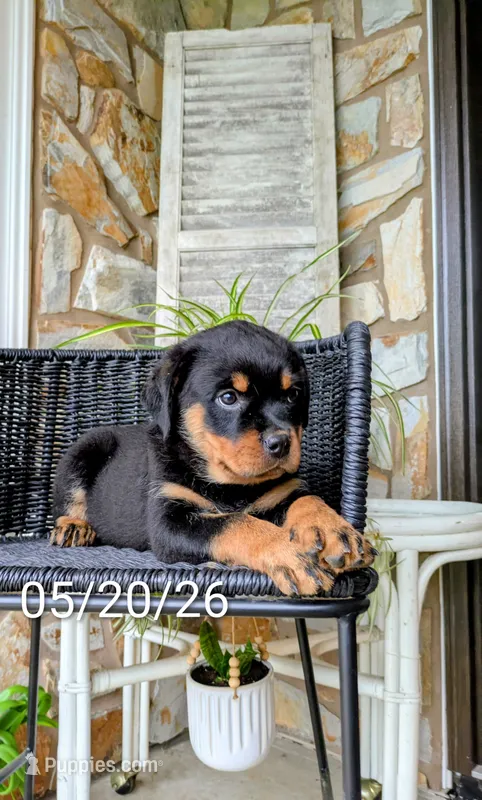 Rachelle  – Rottweiler puppy for sale in Honey Brook, PA