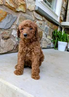 Sasha, a female Goldendoodle for sale in Honey Brook, PA – 2 of 2