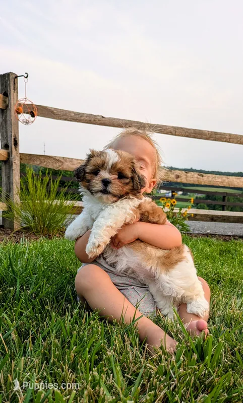 Daisy – Shih Tzu puppy for sale in Honey Brook, PA